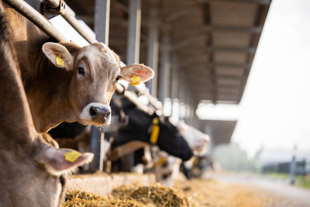 Cattle Nutrition
